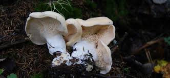 Image result for Dentinum repandum