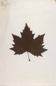 It has been decades since joseph beuys was the subject of a major new york exhibition, including the guggenheim's retrospective in 1979. L Uomo Sotto Il Cappello Di Feltro Sapereambiente