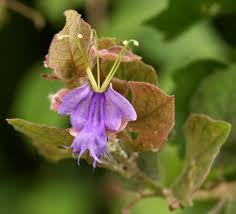 Image result for Karomia tettensis