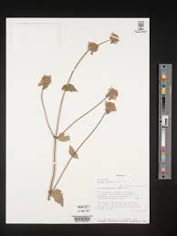 Image result for Leucas deflexa