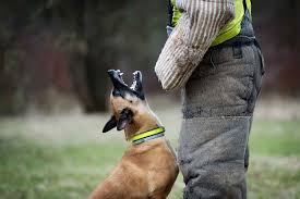Dog training phoenix has some of the best dog trainers in phoenix and the most successful dog obedience classes and dog behavior modification program for dogs with severe fears, dog anxiety and dog. Desert Sky K9 Dog Training 27 Years Career Training Experts Phoenix