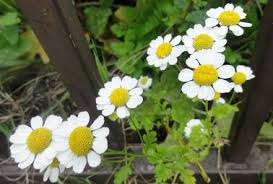 Plantes qui repoussent les gu?pes. Plantes Anti Moustique Anti Guepe A Avoir Dans Le Jardin