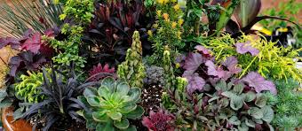We provide aggregated results from multiple sources and sorted by user interest. Nursery Garden Centre Richmond Bc Phoenix Perennials