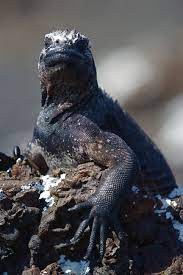 Marine Iguanas Feeding Underwater In The Galapagos The Planet D Marine Iguana Iguana Galapagos