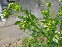 Image result for Apium graveolens