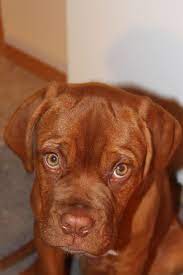 Memphis Dogue De Bordeaux Bordeauxdog