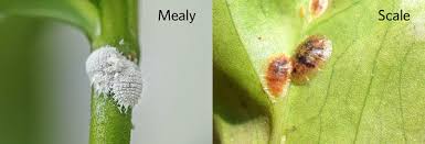 Image result for Mealybug cucumber
