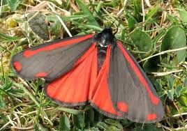 Black And Red Furry Caterpillar Uk Cinnabar Resides In England Ireland Wales Photo Courtesy Of Butterfly Connection Butterfly Conservation Moth Moth Species