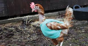 Hens Wear Jumpers Knitted By Reaseheath College Learners