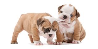 The father to this litter is the well known gold sierra. 1 Bulldog Puppies For Sale In Houston Tx Uptown