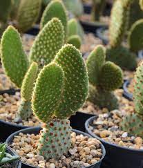 Bunny Ears Cactus Information Bunny Ears Cactus Care And Growing Tips Bunny Ear Cactus Cactus Care Cactus Types