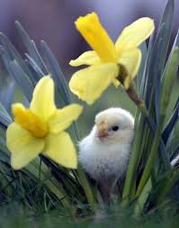 Image result for pictures of spring
