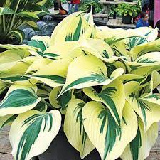 Maybe you would like to learn more about one of these? Hosta Firn Line Hosta Plants Hostas Plants