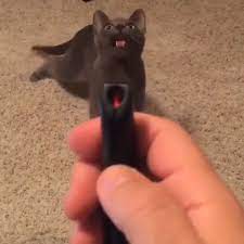 Chattering Intensifies Video Funny Cute Cats Cute Baby Animals Funny Animal Videos
