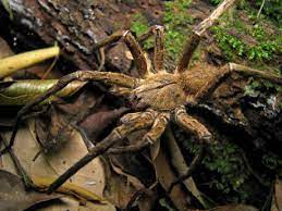 But don't put your water bottle or glass down just yet. How Long Do Spiders Live Without Eating In Captivity Animals Time
