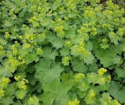 Image result for Alchemilla kiwuensis