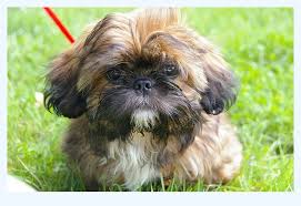 Check spelling or type a new query. Shih Tzu For Sale Near Me Dog Breed
