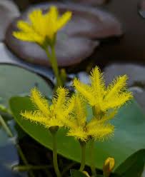 Image result for Nymphoides thunbergiana