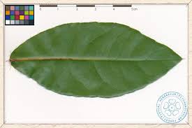 Image result for Ochna ovata