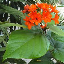 Image result for Cordia senegalensis
