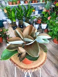 Kalanchoe Orgyalis House Plant Pots Plants Cactus And Succulents