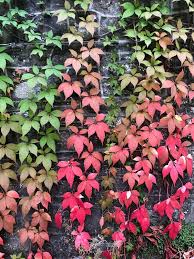 Image result for Parthenocissus quinquefolia