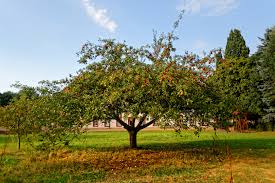 Ein apfelbaum im eigenen garten bringt mit etwas glück einen mehrwert in form von äpfeln für wie bei allen gestaltungen im garten kommt es auch bei der anschaffung eines apfelbaums darauf an. Apfelbaum Im Garten Des Ehemaligen Klosters In Beuren Foto Bild World Deutschland Heimat Bilder Auf Fotocommunity