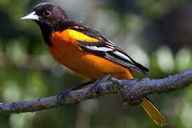 Includes what foods and bird feeders to use, along with the types of trees and plants that work best! Baltimore Oriole