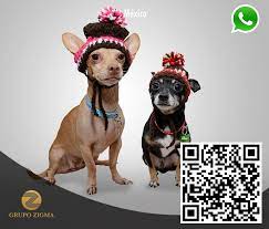 Viralizando Zigma Y Whatsup Nombres Para Perros Chihuahua Nombres De Perros Nombres Para Perros Machos