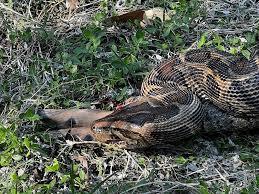 Florida biologists prove invasive Burmese pythons are swallowing deer,  alligators whole - ABC News