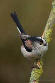 Pin On Birds