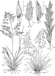 Image result for Eragrostis tenuifolia