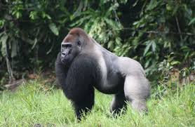 Boy Shares Pictures With Gorilla Eastern Gorilla Eastern Lowland Gorilla Animals