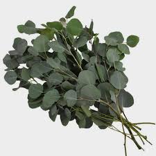 What kind of problems can a eucalyptus plant have? Eucalyptus Silver Dollar Greens Wholesale Blooms By The Box