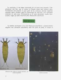 Image result for Calepitrimerus vitis