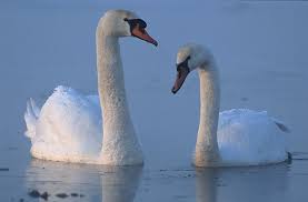 They are creatures of myth reality: Swan Wikipedia