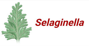 Image result for Selaginella molliceps
