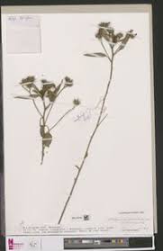 Image result for Melhania acuminata