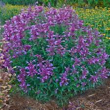 Agastache Rosie Posie Plants Perennials Sun Plants