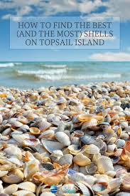 How To Find The Best And The Most Shells On Topsail Island