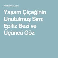 Yasam Ciceginin Unutulmus Sirri Epifiz Bezi Ve Ucuncu Goz Cakralar Ucuncu Goz Olumlamalar