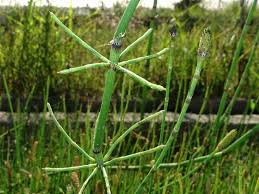 Image result for Equisetum ramosissimum
