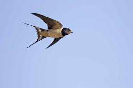 The barn swallow (hirundo rustica) is the most widespread species of swallow in the world. Swallow Guide Migration Nesting And Where To See Discover Wildlife