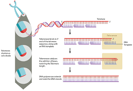 What Are Telomeres Mbinfo