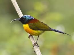 Image result for Sartidia angolensis