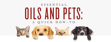 Until recently, the use of essential oils for aromatherapy was restricted to such devices as candles, liquid potpourri products, room sprays, passive diffusers, or applying it to skin like perfume. Essential Oils For Pets Uses Benefits Young Living Blog