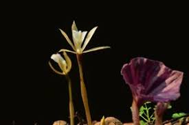 Image result for Nervilia petraea