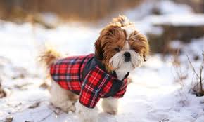 Where do you need the dog boarding? Boarding Kennels Save Up To 70 At Groupon Ae