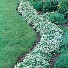 This is a compact variety of. Alyssum Snow Crystals Egmont Seed Company Ltd Online Seed Sales