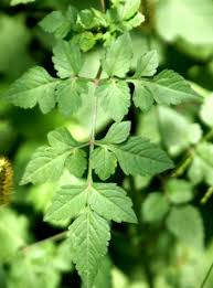 Image result for Bidens biternata